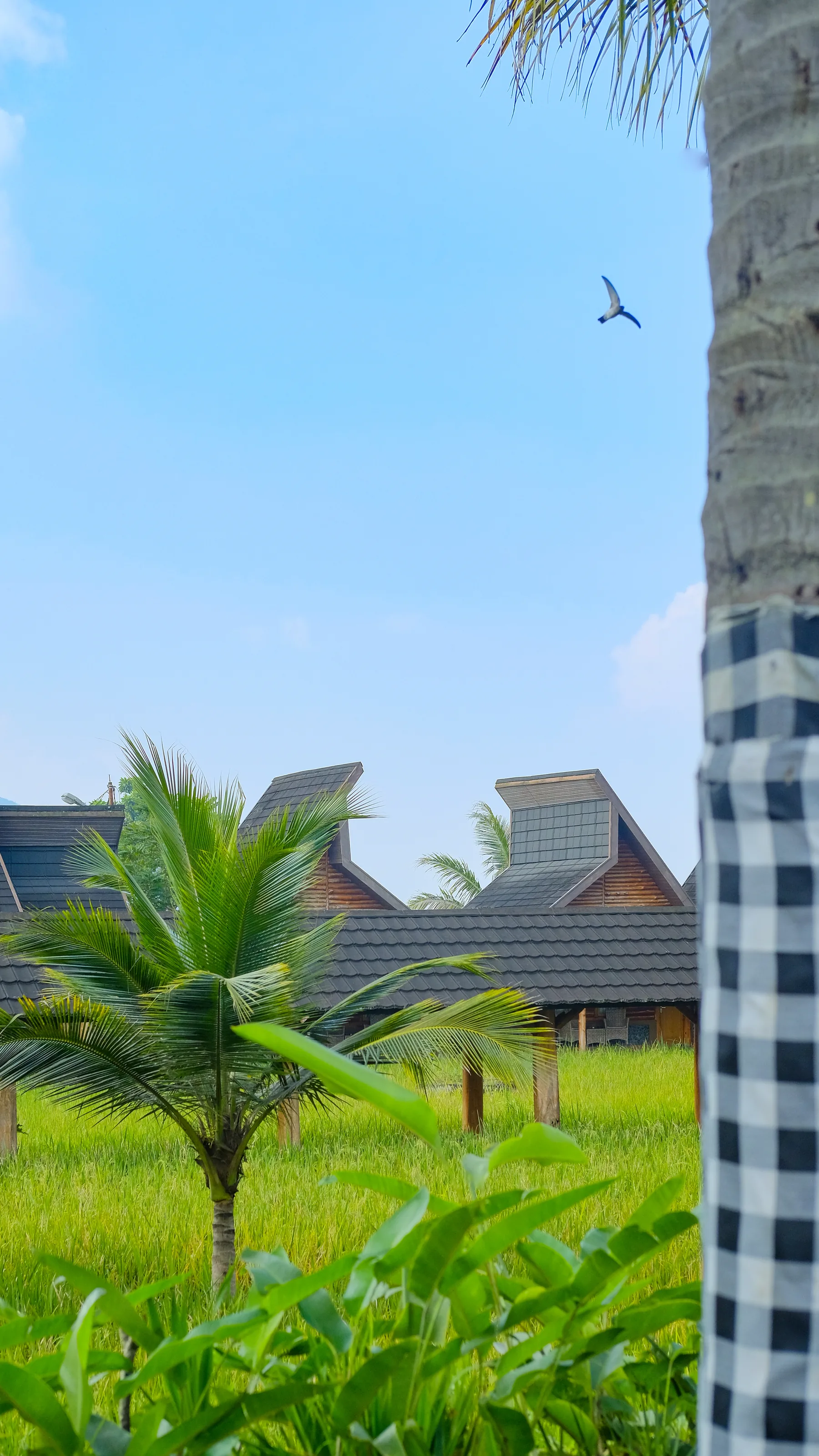 Suasana pagi di sawah dan cottage kayu Rancabango